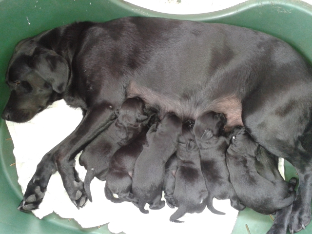 drakeshead labrador puppies for sale